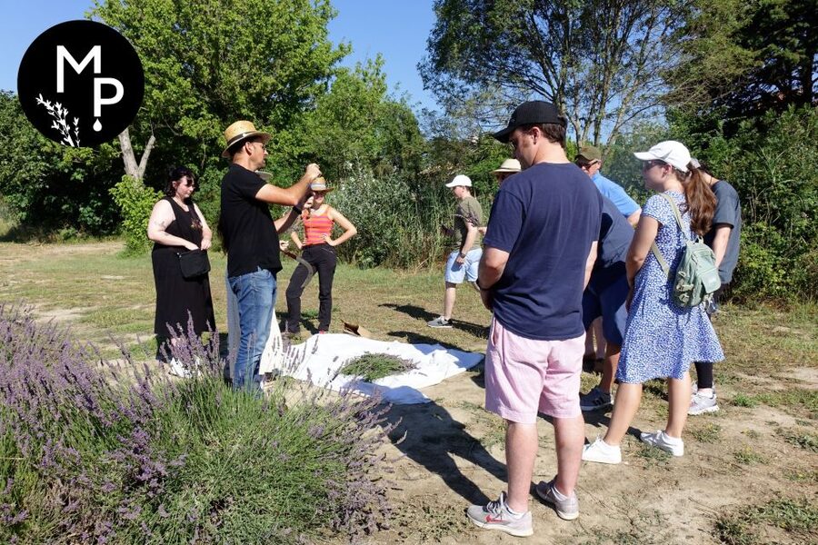 Lavender Field & Distillery Tour between Nimes & Arles - Starting in the fields with lavender, rosemary, and verbena