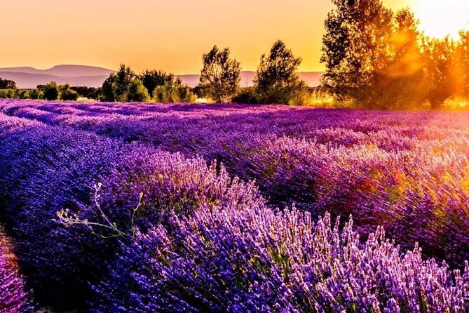 Lavender Fields Full Day Private Tour From Marseille - What a private Mercedes V Class changes