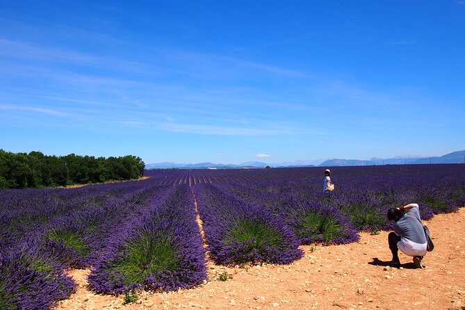 Lavender Fields Tour in Valensole from Marseille - At a glance