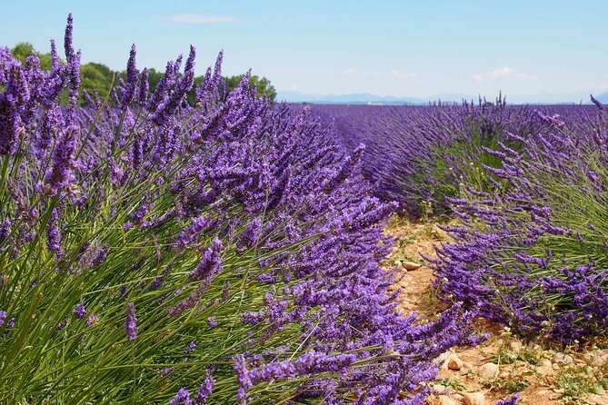 Lavender Fields Tour in Valensole from Marseille - Leaving Marseille at 8:15 am