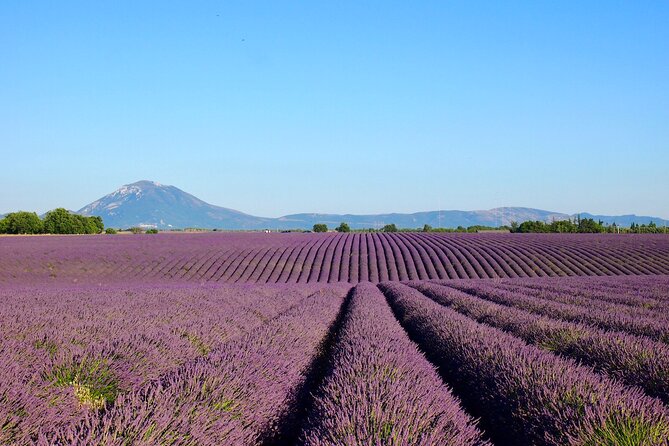 Lavender Fields Tour in Valensole from Marseille - Timing, weather, and what to carry