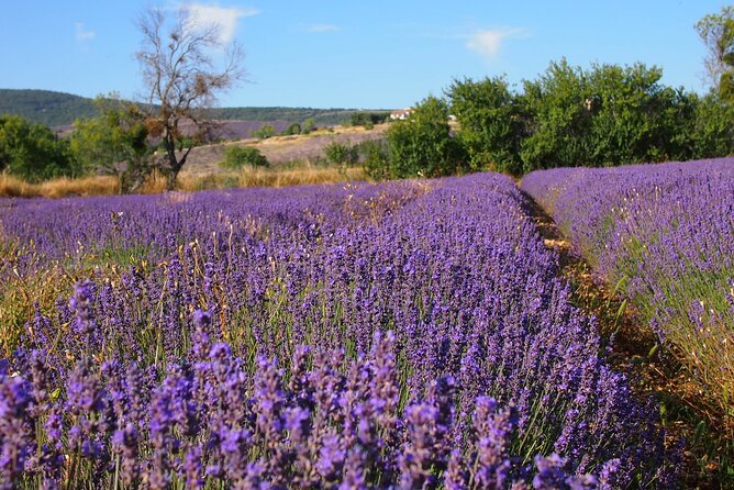 Lavender Full-day Tour in Sault From AIX-EN-PROVENCE - Why Sault makes a worthwhile Provence day trip