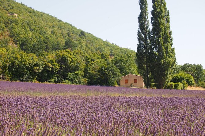 Lavender Full-day Tour in Sault From AIX-EN-PROVENCE - What the $101.27 price really covers