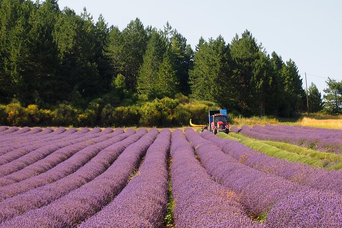 Lavender Full-day Tour in Sault From AIX-EN-PROVENCE - The best season for this particular tour
