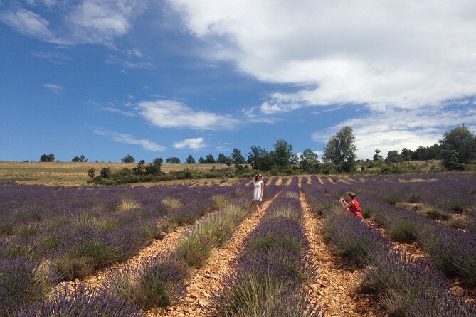 Lavender Full-day Tour in Sault From AIX-EN-PROVENCE - Should you book the Sault lavender tour?
