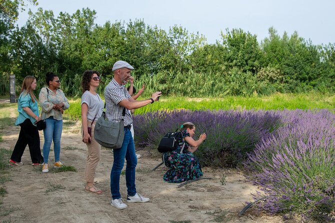 Lavender Harvesting and Distillation Workshop in Bellegarde - Cutting Lavender the Provençal Way