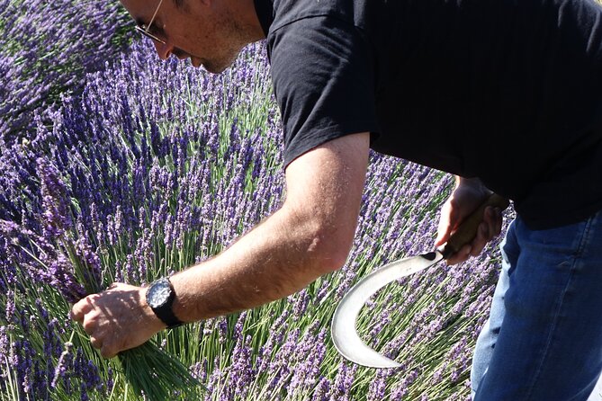 Lavender Harvesting and Distillation Workshop in Bellegarde - Learning Why Lavender Varieties Matter