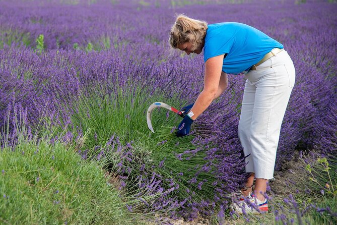Lavender Harvesting and Distillation Workshop in Bellegarde - Seeing Floral Water and Essential Oil Take Shape