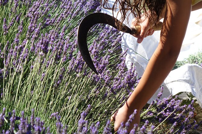 Lavender Harvesting and Distillation Workshop in Bellegarde - A Friendly Family Business in Bellegarde