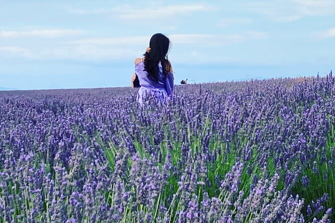 Lavender in Bloom : Unforgettable Provençal Stroll - Key points to know before booking