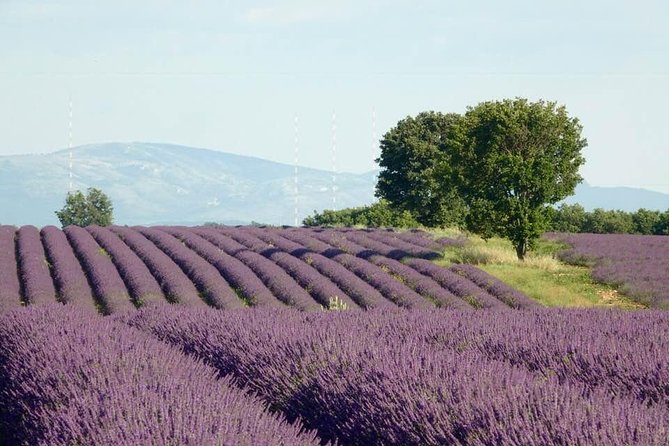 Lavender in Bloom : Unforgettable Provençal Stroll - The plateau drive is built for photographs