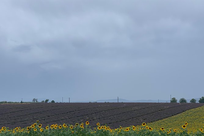 Lavender in Bloom : Unforgettable Provençal Stroll - Who will enjoy this private lavender tour most?