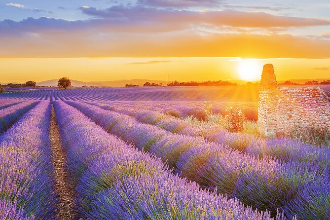 Lavender Route - Small-Group Day Trip from Avignon - A full day with very little wasted time