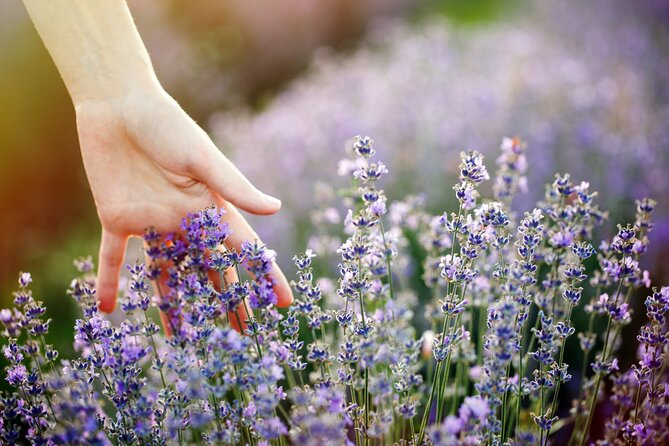 Lavender Route - Small-Group Day Trip from Avignon - Is $127.92 a fair price?