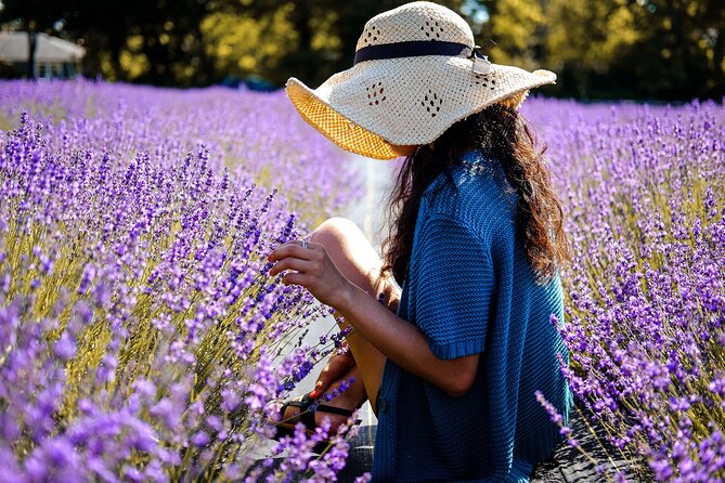 Lavender Route - Small-Group Day Trip from Avignon - Who will enjoy this day trip most?