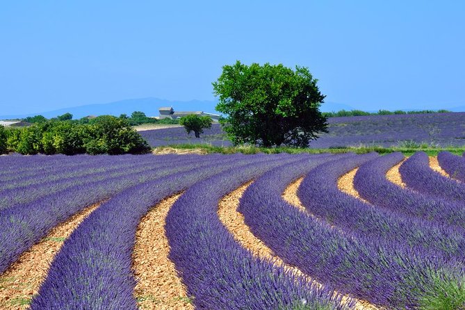 Lavender Small-Group Tour In Valensole from Marseille - A comfortable minivan and a very small group