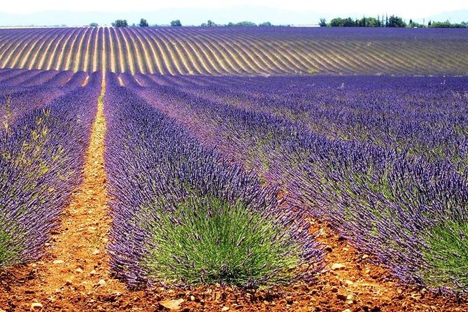 Lavender Small-Group Tour In Valensole from Marseille - Moustiers-Sainte-Marie, the day’s most charming stop