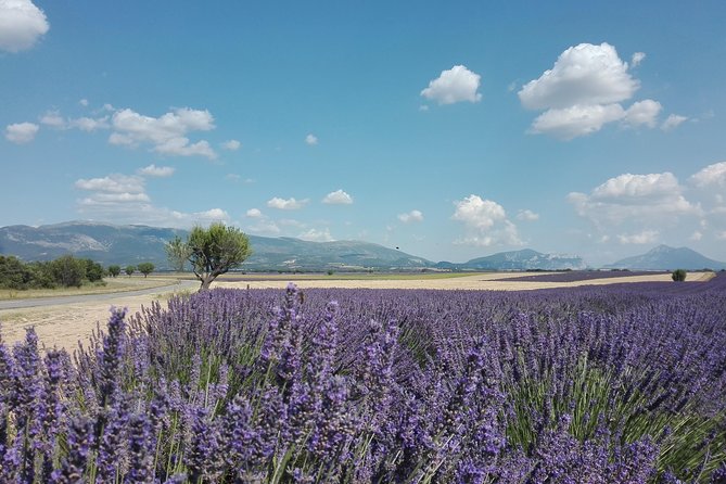 Lavender Small-Group Tour In Valensole from Marseille - Is $191.88 a fair price?