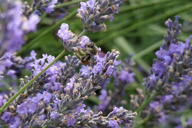 Lavender Small-Group Tour In Valensole from Marseille - How to prepare for a hot, active day