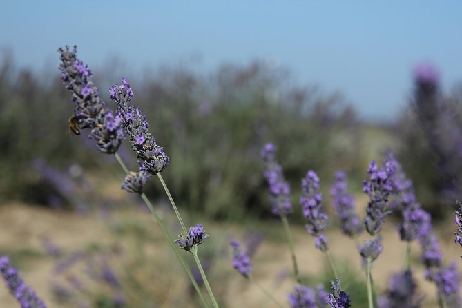 Lavender Tour Sault from Marseille - Sénanque Abbey is a photo stop, not an abbey tour