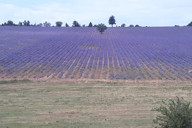 Lavender Tour Sault from Marseille - What the minivan setup means for your day