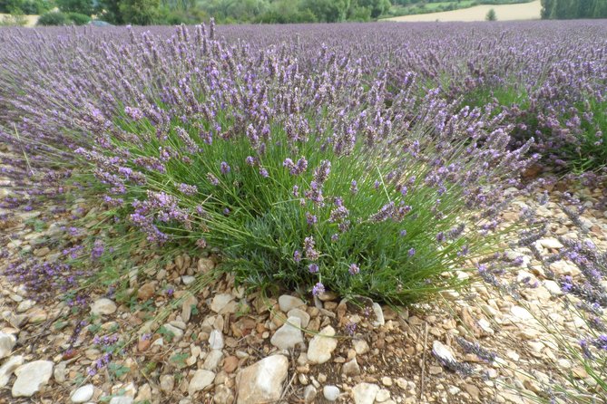 Lavender Tour Sault from Marseille - When this tour works best