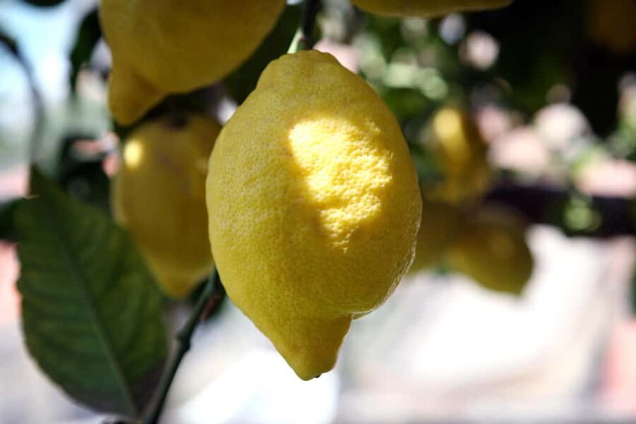 Lemons & Breathtaking Views: Amalfi Monumental Garden Tour - Meeting Gianmarco near Fior di Pizza