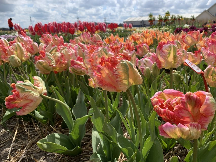 Lisse: Enjoy the Tulip Fields by Bike with a Local Guide! - Should you book this Lisse bike tour?