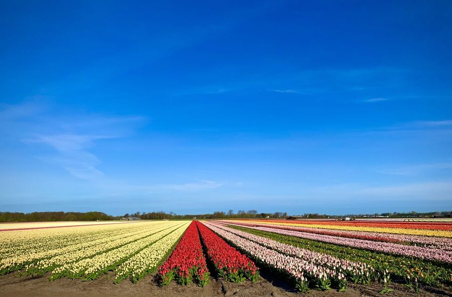Lisse: Enjoy the Tulip Fields by Bike with a Local Guide! - How much value do you get for $58?