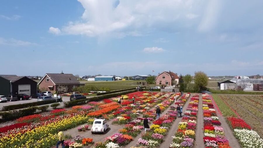Lisse: Enjoy the Tulip Fields by Bike with a Local Guide! - Who should book this ride?