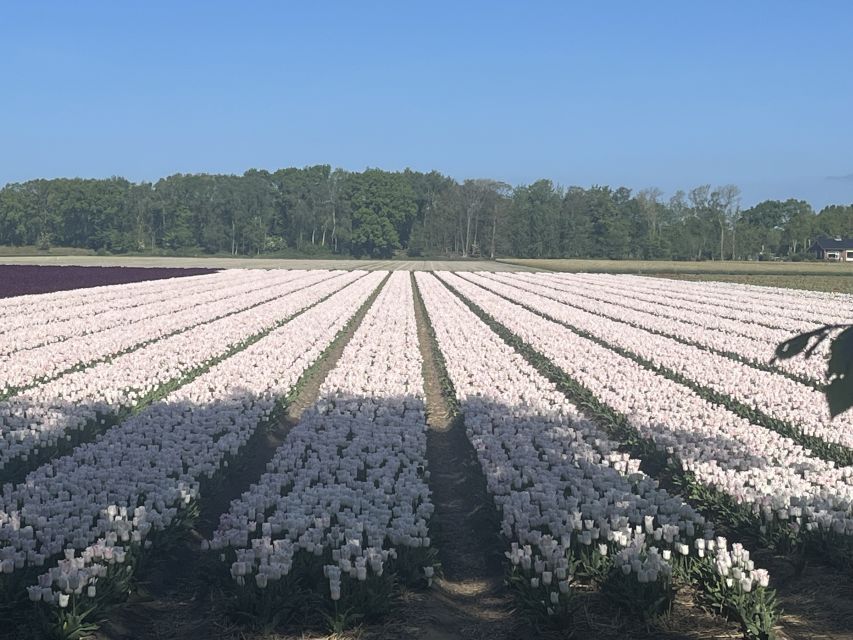 Lisse: Enjoy the Tulip Fields by Bike with a Local Guide! - Starting at Restaurant Hanami