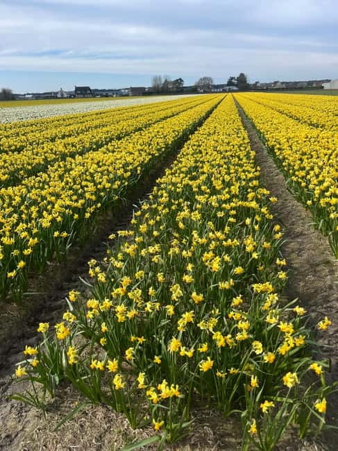 Lisse: Private Tulip Fields Tour with a Local Guide 1h Tour - One hour among the tulips
