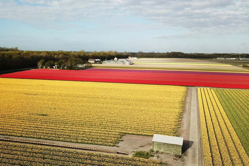 Lisse: Self-Guided Tulip Fields GPS Audio Tour - Key points to know before booking