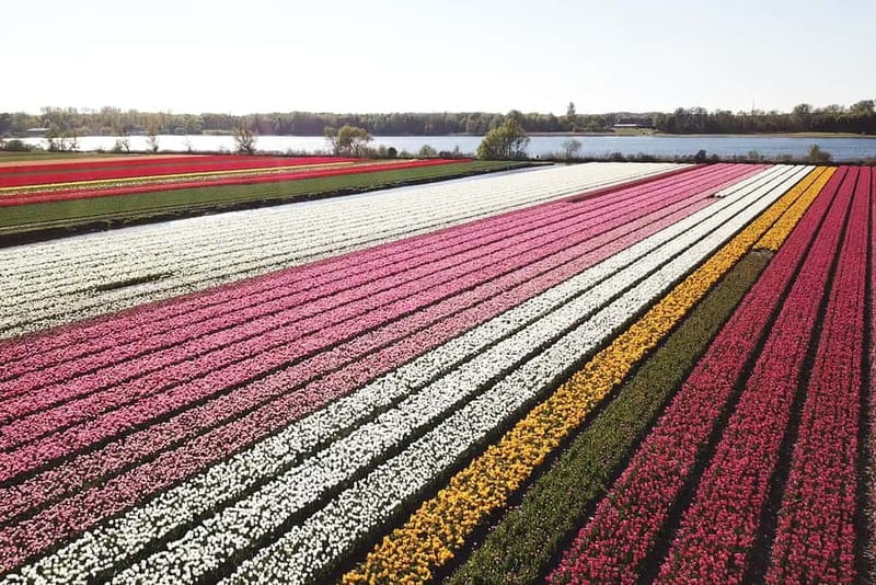 Lisse: Self-Guided Tulip Fields GPS Audio Tour - Why the little Twizy changes the outing