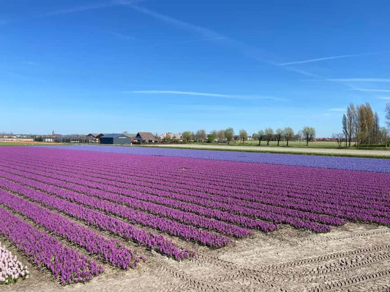 Lisse: Self-Guided Tulip Fields GPS Audio Tour - What the audio guide adds