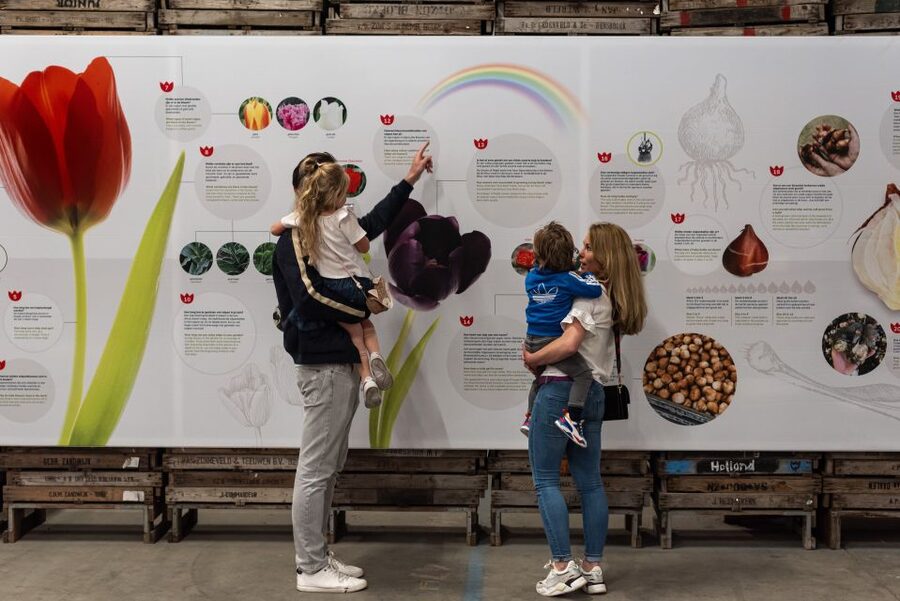 Lisse: Tulip Experience Ticket with Tulip Garden and Museum - Key points to know before you go