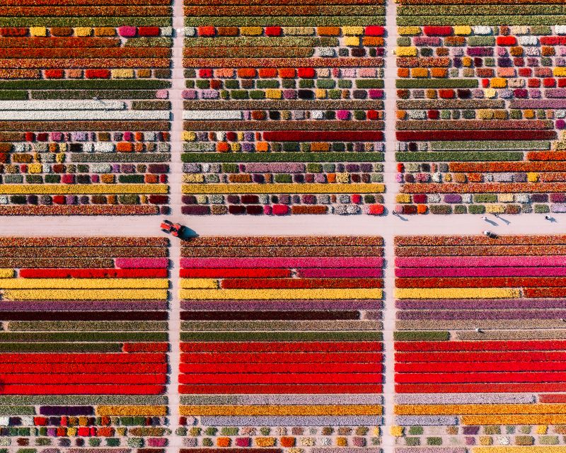 Lisse: Tulip Experience Ticket with Tulip Garden and Museum - Price, access, and who will enjoy it most