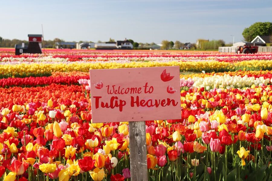 Lisse: Tulip Experience Ticket with Tulip Garden and Museum - Picking tulips indoors and taking them home