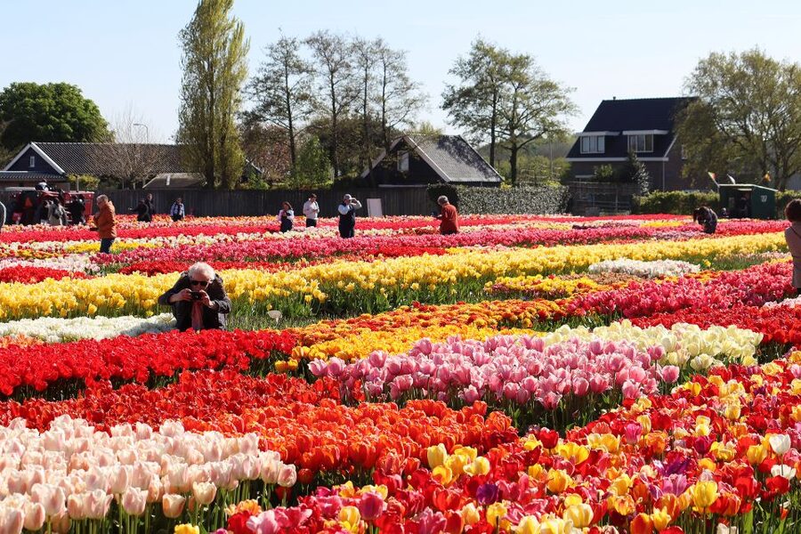 Lisse: Tulip Experience Ticket with Tulip Garden and Museum - Art, cinema, and the regional market