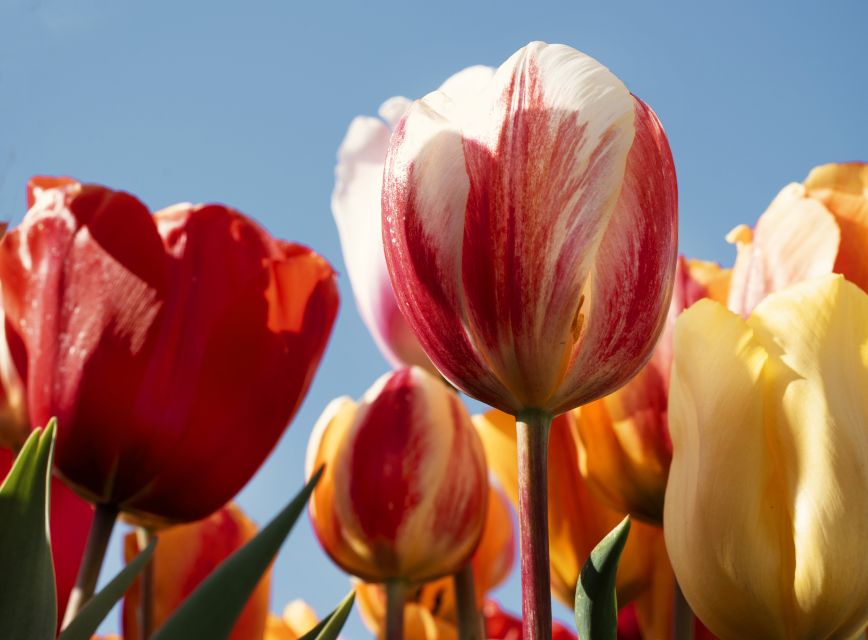 Lisse: Tulip Experience Ticket with Tulip Garden and Museum - Coffee, apple pie, and a view of the flowers