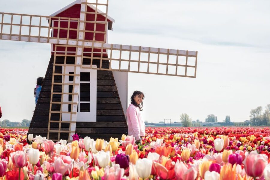 Lisse: Tulip Experience Ticket with Tulip Garden and Museum - Getting there from Amsterdam, Hillegom, and Keukenhof