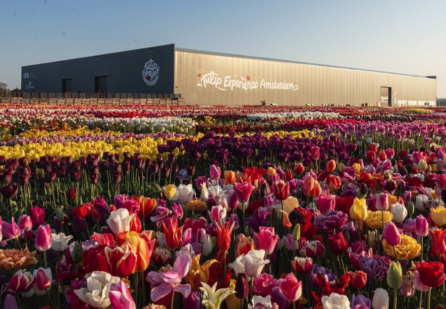 Lisse: Tulip Experience Ticket with Tulip Garden and Museum - Walking through 700 tulip varieties