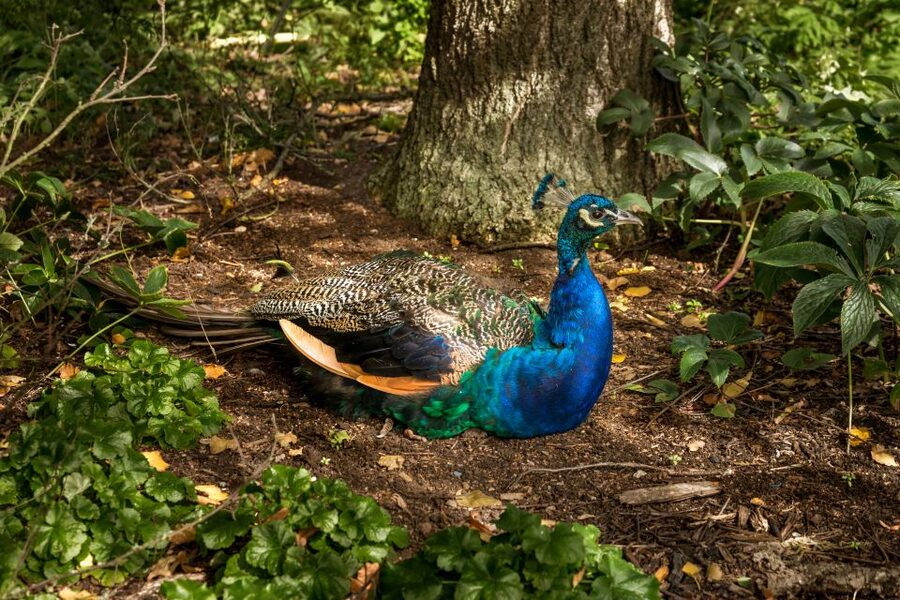London: Kew Gardens Admission Ticket - Key points at a glance