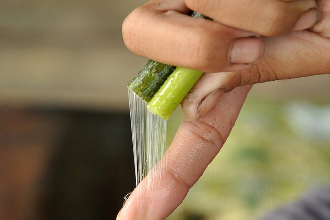Lotus Silk Farm: Discover Learn and Experiment the Lotus Flower - Practical details for planning your visit