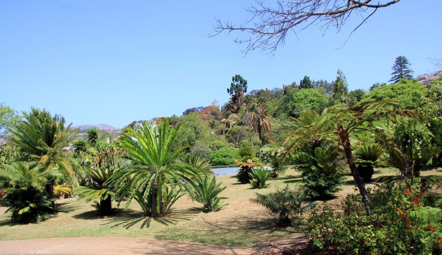 Madeira: Botanical Garden in a Tuk-Tuk Tour - Madeira Botanical Garden: one hour above the city