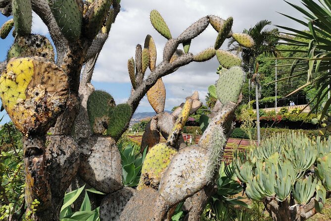 Madeira Highlights: Toboggan, Garden & Cable Car (All-Inclusive) - What the driver and guide add
