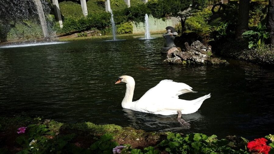 Madeira: Private Half-Day Guided Gardens Tour - Two Madeira gardens, one well-planned morning