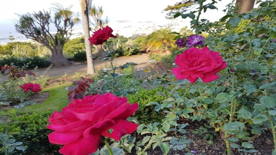 Madeira: Private Half-Day Guided Gardens Tour - What the private format changes