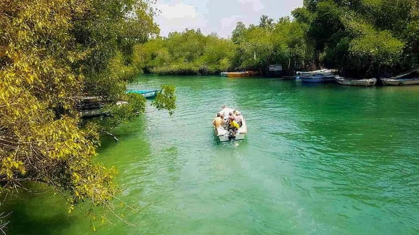 Madu River Boat Tour and Cinnamon Garden visit - Wildlife Along the Riverbanks