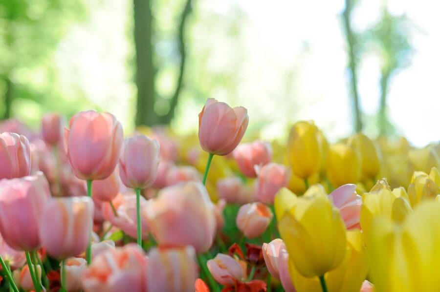 Magical Delft and the Keukenhof Estate: Tulips Galore - The Brussels departure and the long road north